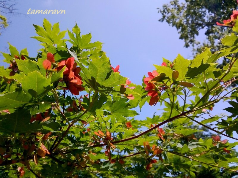 Клён ложнозибольдов (Acer pseudosieboldianum)