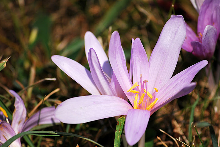 Macro picture of a little flower with purple petals