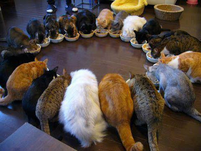 gatos comiendo en circulo
