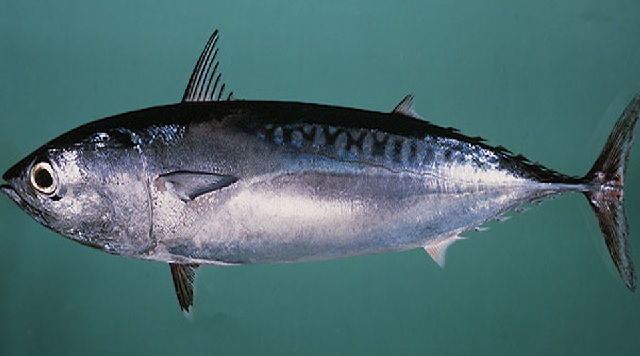  Gambar  Morfologi Ikan  Cakalang  Gambar  Ikan  HD