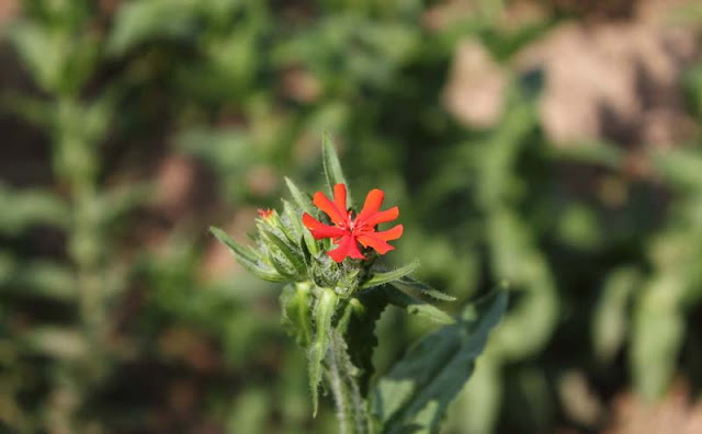 Maltese Cross Flowers Pictures