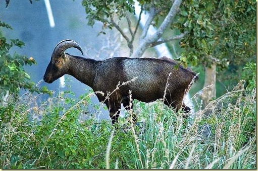 Nilgiri_Tahr