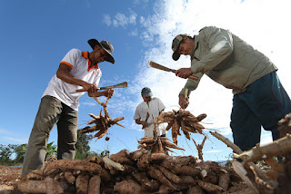 The Easiest Way To Plant And Harvest Cassava