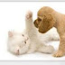 Pet Insurance Moreover Health Insurance Quotes: Online Guide