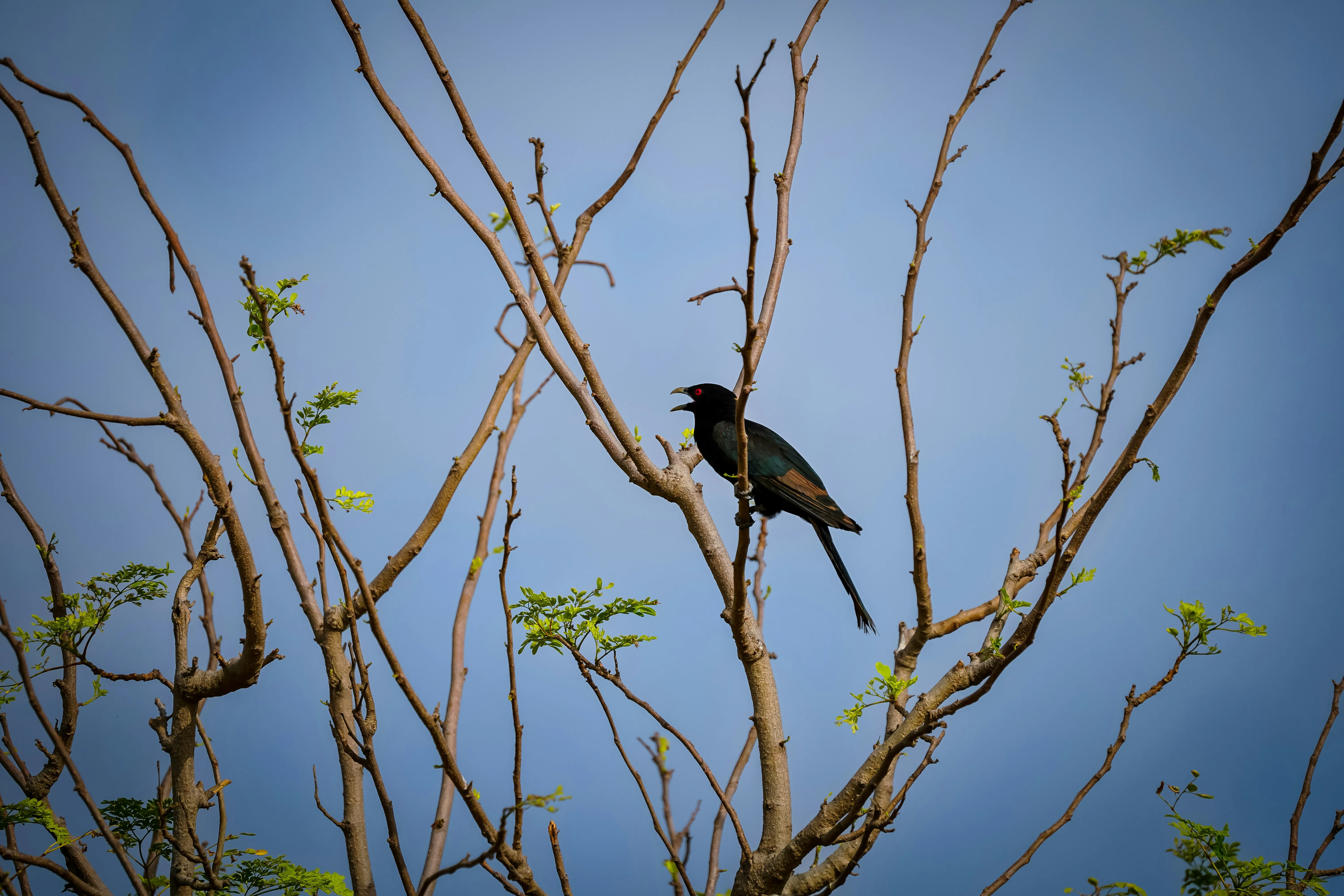 sundarban bird festival