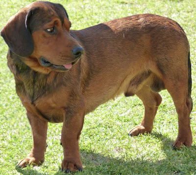 Alpine Dachsbracke Puppies