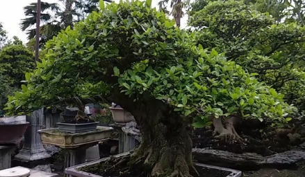 Gambar Bonsai Lo Juara