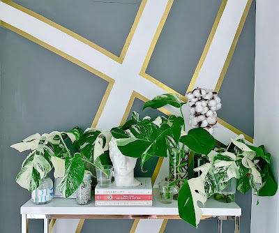 Laviescandinave monstera albo variegated