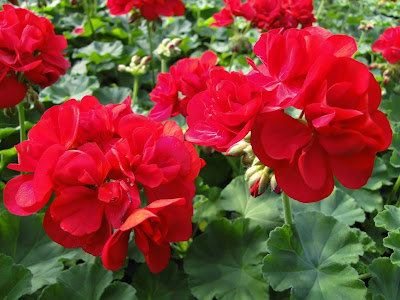 inch pots of Geraniums for