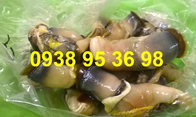 Bán hàu điếu sỉ và lẻ 0938 95 36 98  Giá mua cồi hàu điếu tốt nhất tại Sài Gòn, bán cồi hàu điếu giá rẻ ngon tại Sài Gòn, thịt ốc san hô, thịt hàu điếu, cung cấp ruột hàu điếu giá rẻ nhất, hàu điếu giao hàng tận nơi.   Các món ngon từ cồi hàu điếu - thịt ốc san hô: Hàu điếu nhúng lẩu, cồi hàu điếu nấu canh hoặc súp, ruột ốc san hô nhúng chanh chấm mù tạt, hàu điếu xào sa tế, hàu điếu sả ớt, cồi hàu điếu xào bơ tỏi, hàu điếu xào mì, hàu điếu nấu bún, cồi hàu điếu nấu cháo đều rất ngon,...  Liên hệ 0938 95 36 98