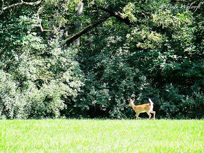 white-tailed deer