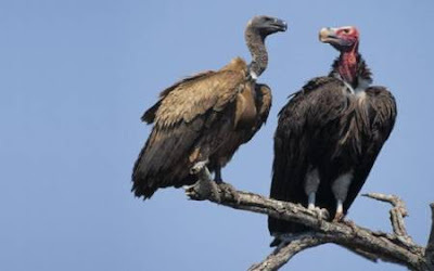 Pemakaman Langit atau Sky Burial