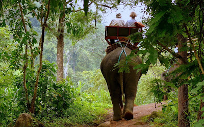 foto de elefantes como medio de transporte  