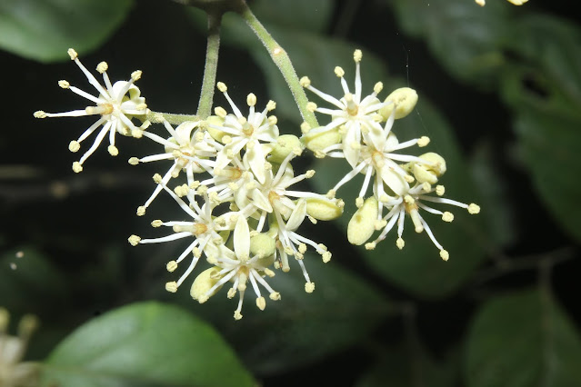 Micromelum falcatum