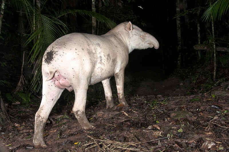 No Dia Mundial da Anta (Tapirus terrestris), 27 de abril, o registro de casal de antas, formado por um macho albino e uma fêmea de coloração normal, no Legado das Águas, maior reserva privada de Mata Atlântica do país, é motivo para comemorar, pois é indício de que o animal albino está tendo qualidade de vida e conseguindo se reproduzir. O registro é fruto da parceria do Legado das Águas com o Onçafari – projeto dedicado ao estudo e conservação da vida selvagem – para monitoramento de fauna.