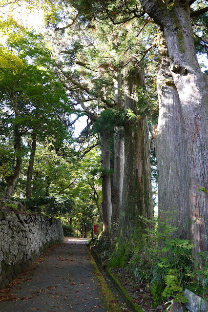 鳥取県西伯郡大山町大山　圓流院の前　大杉