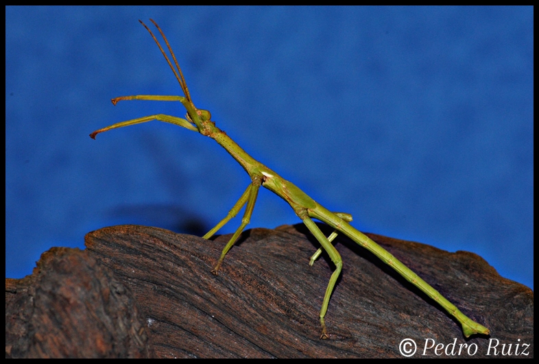 Ninfa macho L5 de Diapherodes gigantea, 8,5 cm de longitud