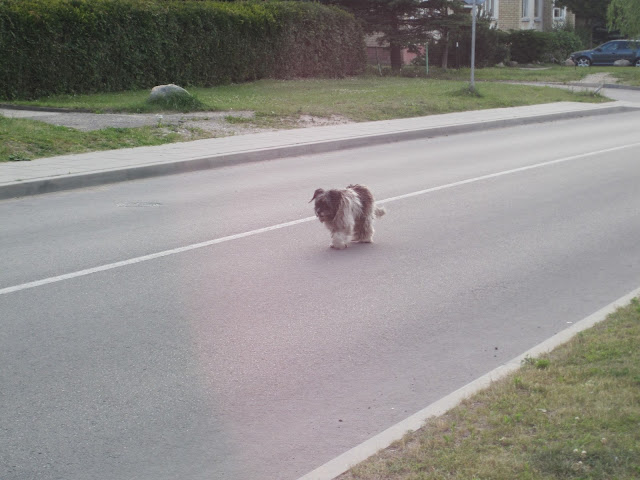 Dogs on the loose in Lithuania