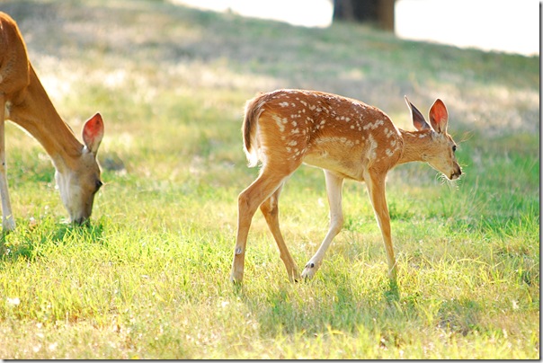 deer 3