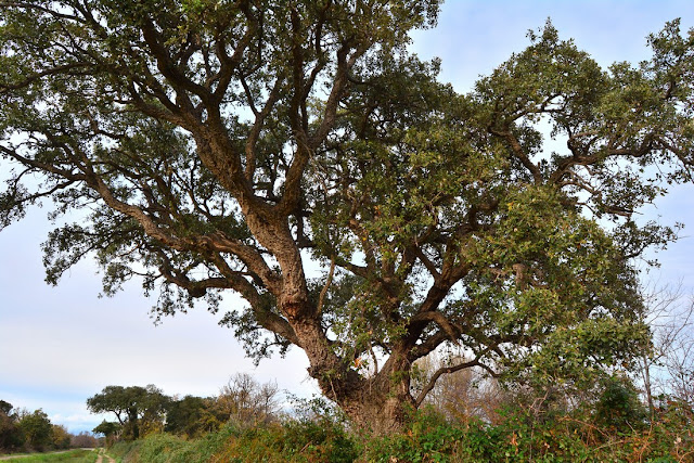 Quercus suber