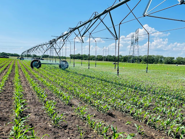 minnesota irrigation management strategies
