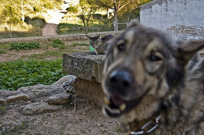 25 Pictures Of Cats And Dogs Photobombing Each Other