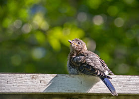 rescued male eastern bluebird fledgling perched on aviary roof