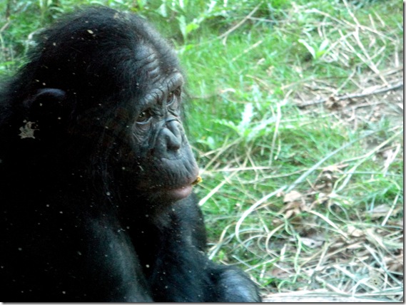 Zoo3