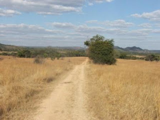 Two-Track-Bush-Road-Bushveld