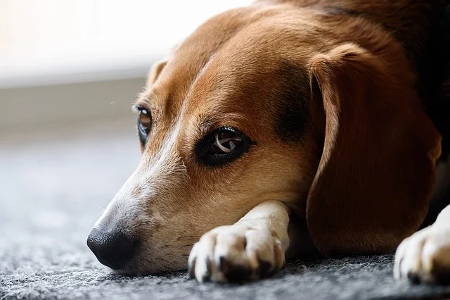 Hình ảnh giống chó Beagle