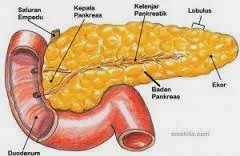 Duodenum dan pankreas