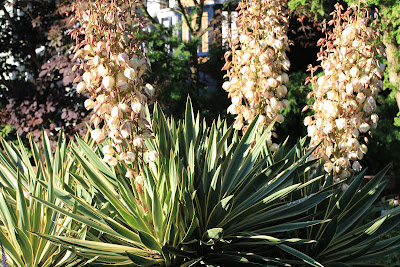 Yucca gloriosa ‘Variegata’ Spikes 