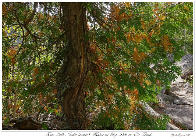 Kane Path: Cedar lacework. Makes me Stop. Like an Old Friend.