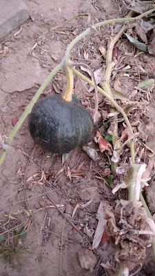 Tetsukabuto Squash