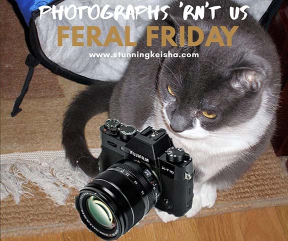 Feral Friday: Photographs 'Rn't Us