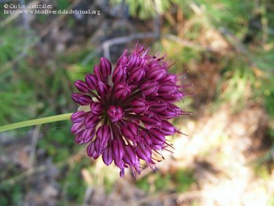 http://www.biodiversidadvirtual.org/herbarium/Allium-sphaerocephalon-L.-img240820.html