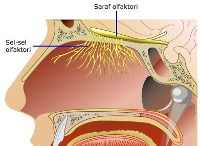 Reseptor Pada Hidung Manusia Syaraf Olfaktori