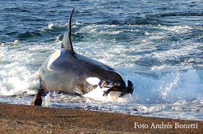 Avontuur en natuur,Orka’s brengen Veelvuldig een bezoek aan de wateren rondom het schiereiland