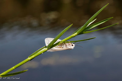 Moth: Spilosoma virginica