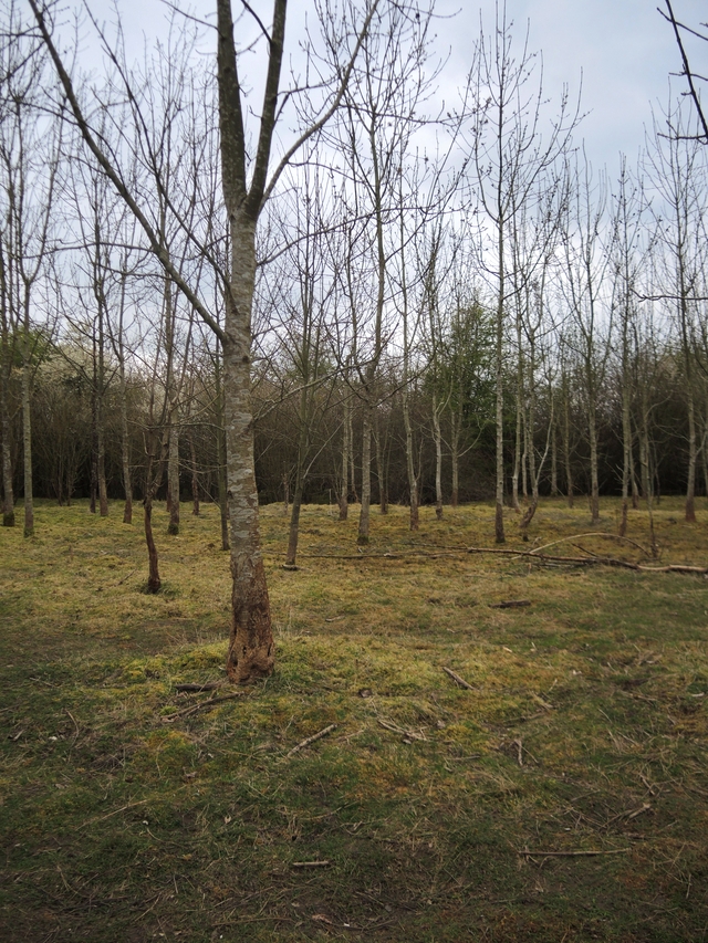 wandelingen in Ertbruggebos