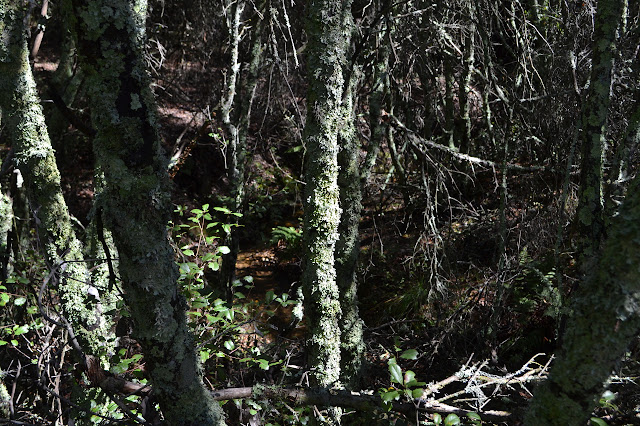 water between the thin, lichen covered trunks