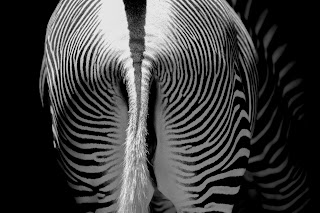 Closeup picture of a zebras rear end. Photo by Karim Manjra on Unsplash