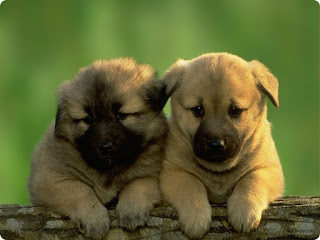 lovely pictures of cute dogs