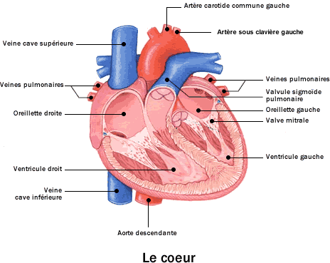 Schéma de cœur 
