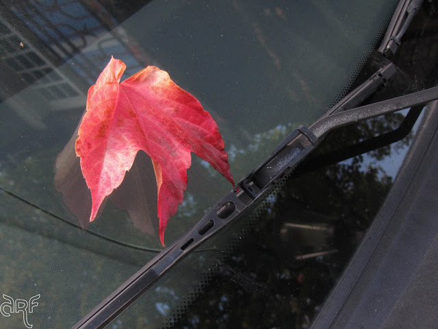 red leaf on black car