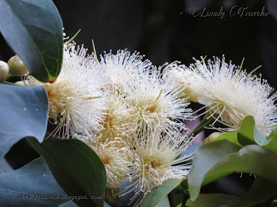 Wax apple - Syzygium Samarangense