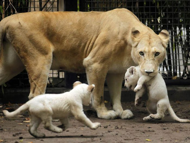 Animals With Babies | Baby Animals