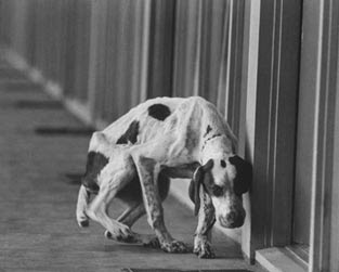 Malattie infettive e parassitarie del cane