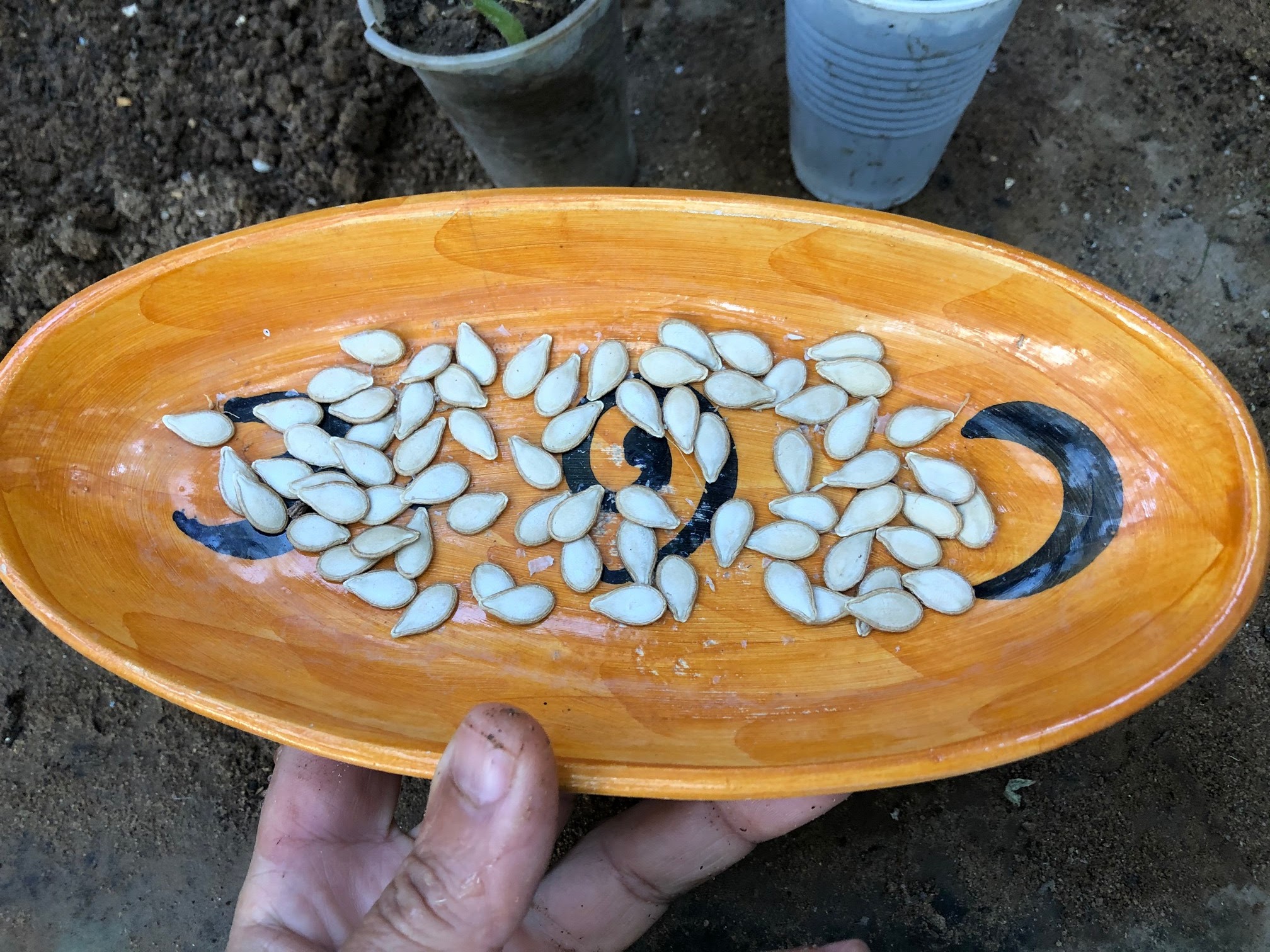 When gathering zucchini seeds for indoor germination, it's important to select zucchini seeds from trusted suppliers or sources recognized for their top-notch seeds.