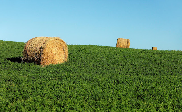 Alfalfa Hay Market